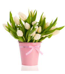 White tulips in pink bucket